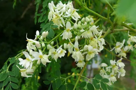 Dünyanın ən faydalı bitkisi - Xərçəngin dərmanı