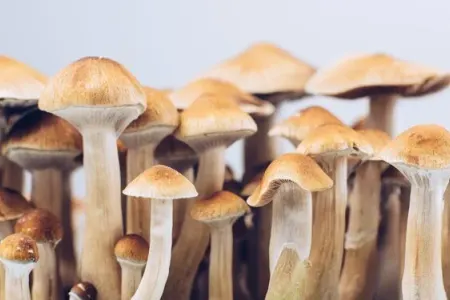 Bu göbələklər depressiyaya qalib gələ - bilər