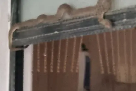Evə girən ilan panika yaratdı