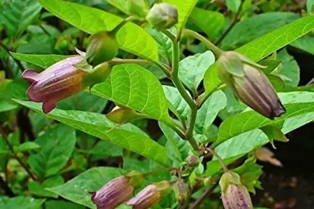 Dünyanın ən ölümcül 5 bitkisi: - Bir toxumu belə...