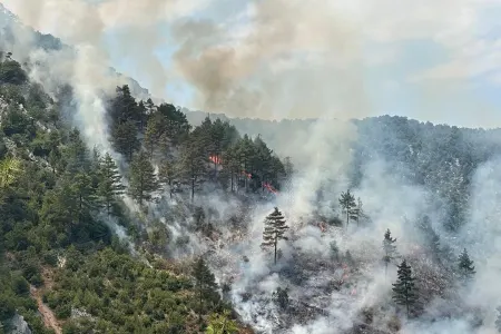 Meşə yanğını baş verdi