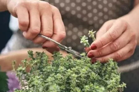 Bu bitkini qoxlayın - Baş ağrısından xilas olun