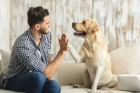 İtlər sahibinin stresli olduğunu necə anlayır?