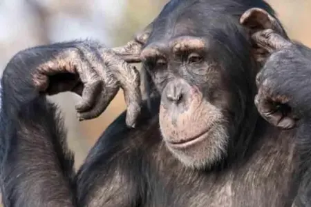 Şimpanzelərin yeni bacarığı alimləri heyrətə gətirdi