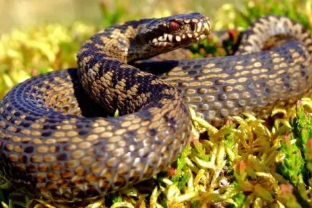 Moruq yığan qadını ilan sancıb öldürdü