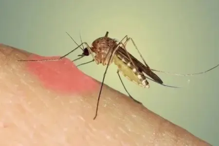 Ağcaqanadların daşıdığı təhlükə - ÖLDÜRÜR!