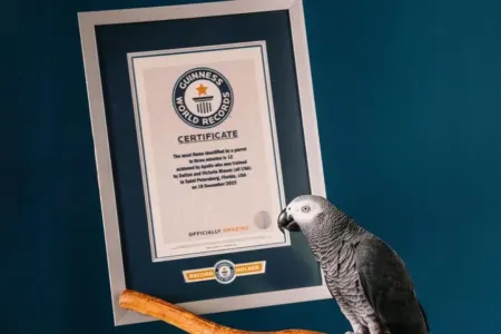 Bu tutuquşu "Ginnesin Dünya Rekordunu" - qırdı
