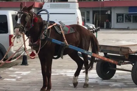At arabası ilə 20 kilo - ət oğurladılar