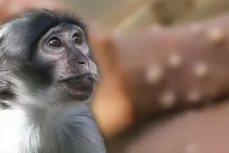 Meymunçiçəyi üçün 18,5 milyonluq - TƏLƏB