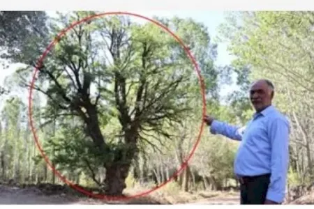 Bu ağacın budağına toxunan ölür