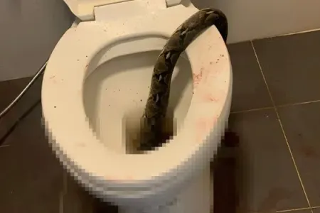 Tualetdən piton çıxdı