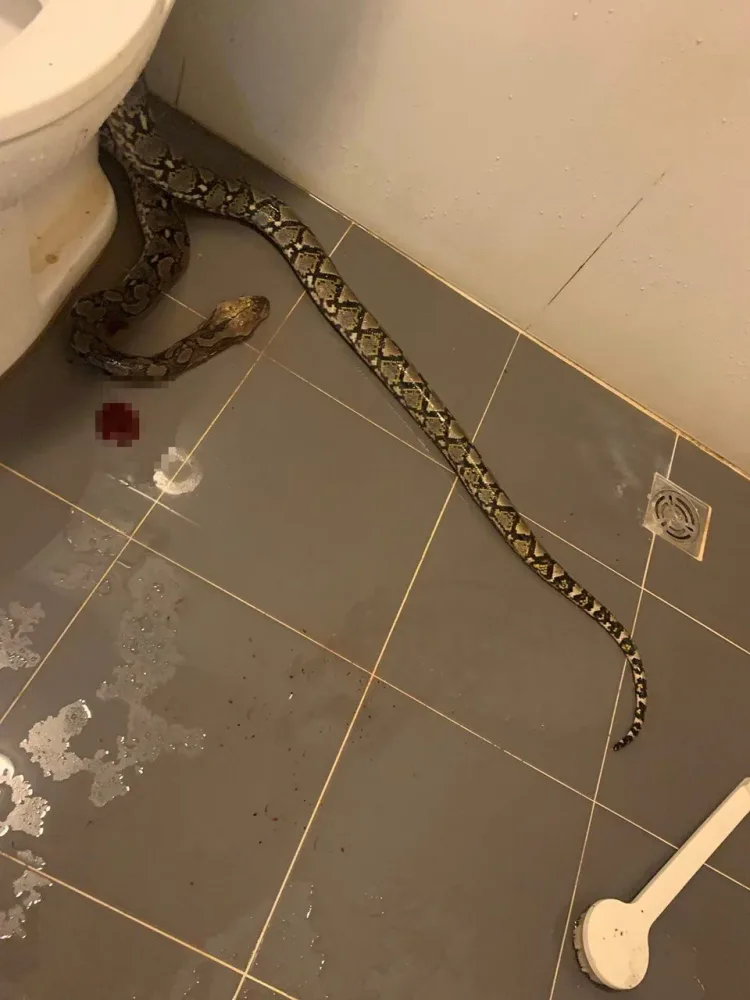Tualetdən piton çıxdı