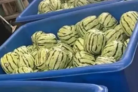 Saxta qarpızlarla inanılmaz oyun