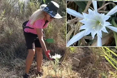 Bu bitkini qoparıb, xaricə aparmaq - QADAĞANDIR