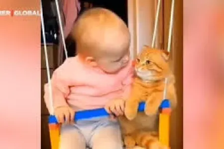 Körpə ilə pişiyin dostluğu izləyənləri kövrəldir