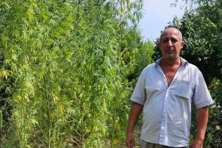 İmişlidə evin həyətindən çətənə kolları aşkarlandı