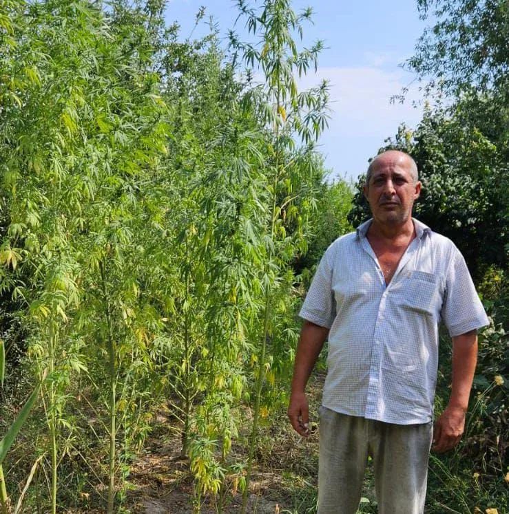 İmişlidə evin həyətindən çətənə kolları aşkarlandı