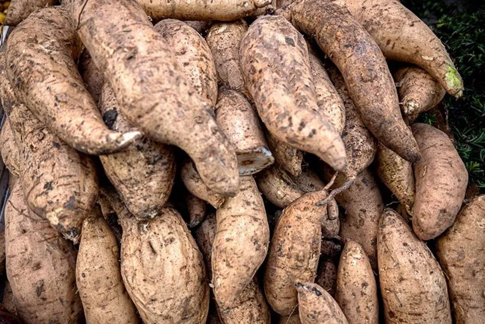 Dünyada çörək əvəzinə yeyilən - tərəvəz