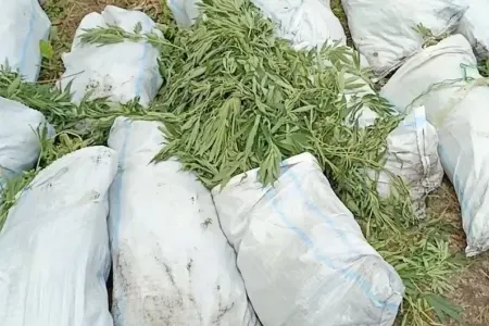 379 kiloqram çətənə kolu aşkarlanıb