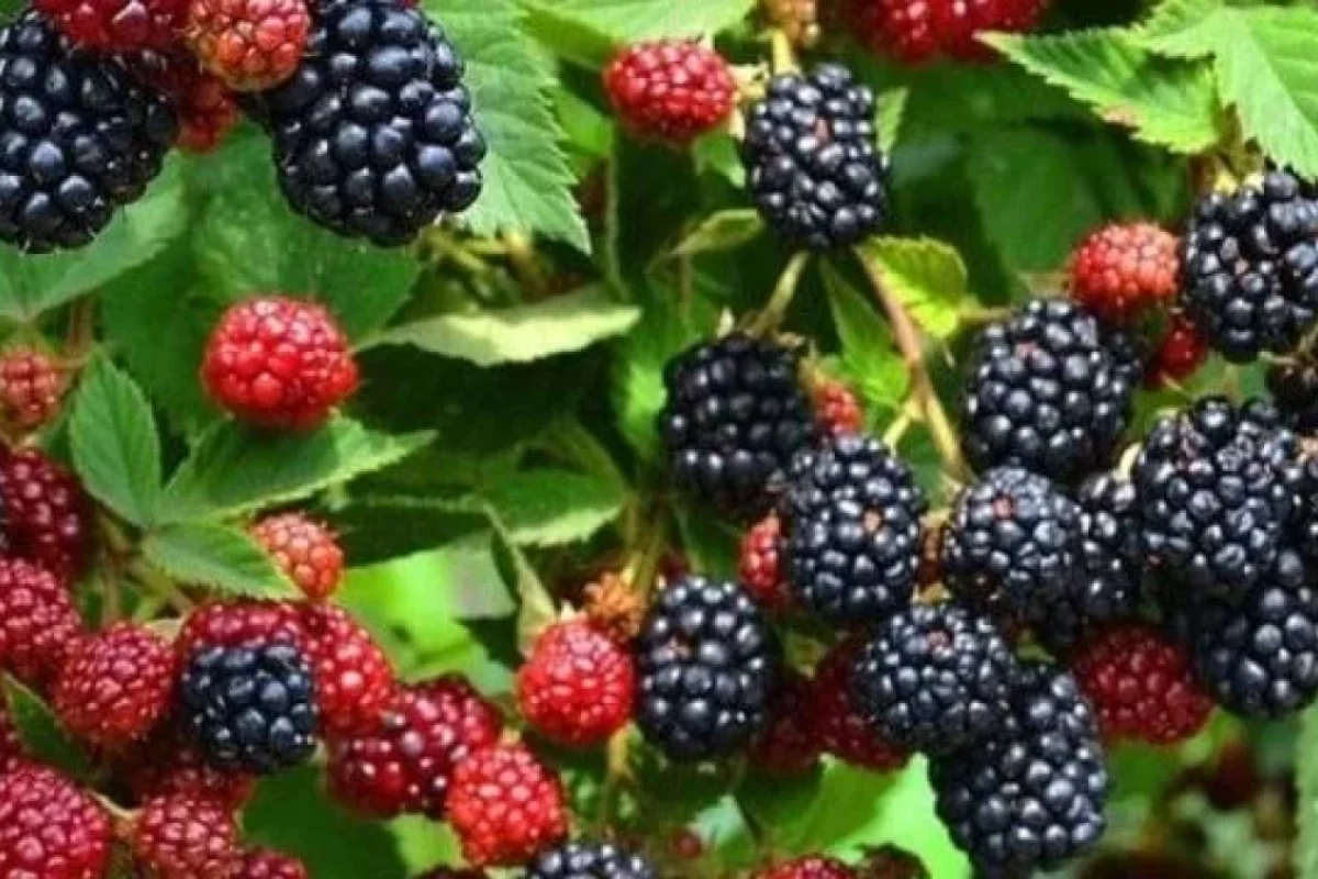 Böyürtkənin faydaları