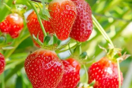 Ermənistan çiyələklərində zəhərli maddə aşkarlandı