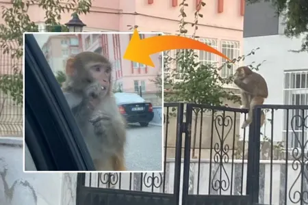 Meymun hücumu: - Evdən qaçıb, gənc qızı dişlədi