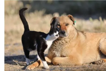 “Sahibini itirmiş heyvan da depressiyaya düşə bilər…” - MARAQLI FAKTLAR