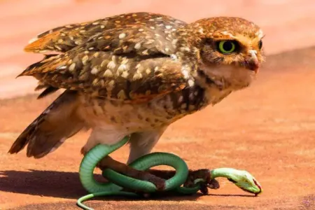 Zəhərli ilanları yeyən digər heyvanlar necə zəhərlənmir?