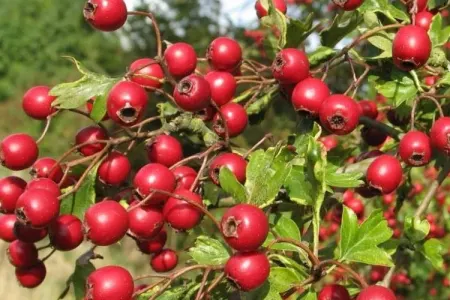 Hər gün bir ovuc yemək xərçəngdən qoruyur