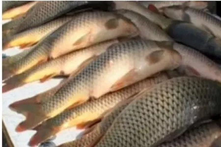 Balığın təzə olduğunu necə bilməli? - Mütəxəssis məsləhəti