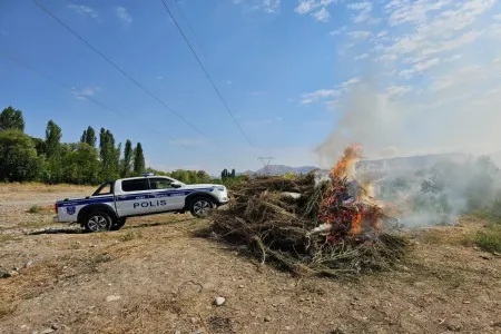 8 tona yaxın çətənə kolu məhv edildi