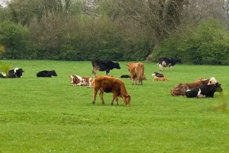 Mal və qoyun ətinin qiyməti də ARTACAQ - AÇIQLAMA