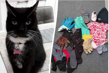 Pişik başqalarının paltarlarını oğurlayaraq evə gətirir - Qəribə hadisə