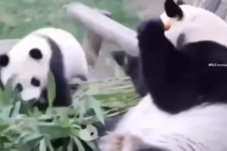 Baxıcısı içəri qoymadığı üçün anasına qaçıb şikayətlənən panda - MARAQLI VİDEO