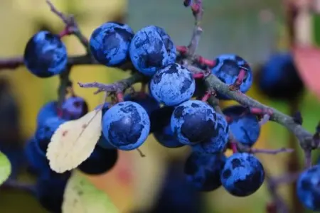 Bu xəstəliyi olanlar göyəm yeməlidir