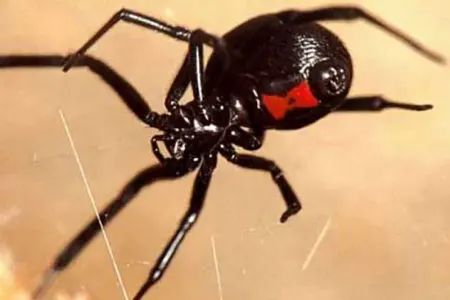 Evdə hörümçəklərdən necə xilas olmaq olar? - – Təbii üsullar