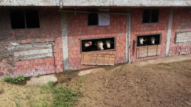 İnəkləri üçün 4 mərtəbəli bina tikdirdi - FOTO