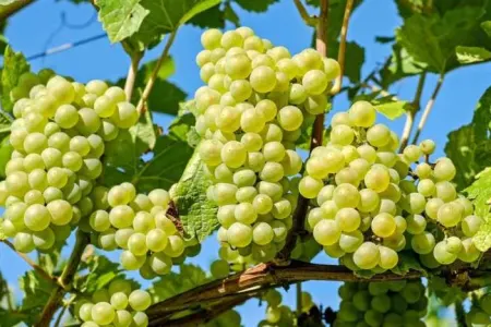 Ağ üzümün az bilinən faydaları