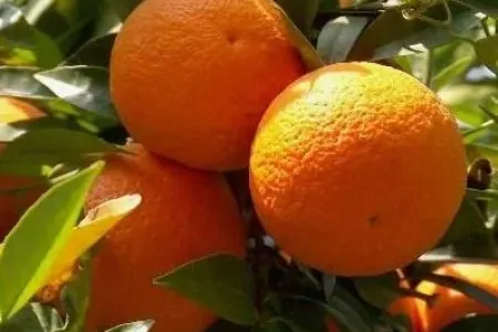 SOS: - Dünya portağalsız qala bilər