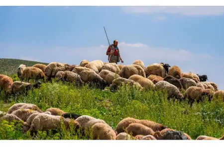 Gədəbəydə çobandan iyrənc hərəkət - — TƏFƏRRÜAT