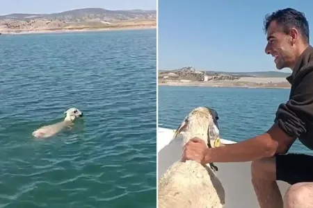 Bu dəfə balıqçıların toruna "Qoyun" düşdü - VİDEO