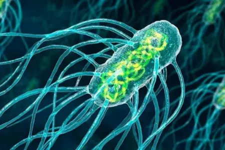 Yayda bədənə parazit düşdüyünü göstərən - ƏLAMƏT