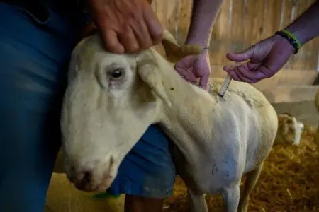 “Mavi dil” epidemiyası bu ölkədə də yayıldı