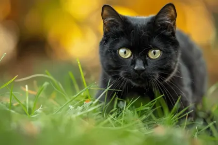 Qara pişik Putinin kortejinin yolunu keçməyə - cəsarət etmədi - VİDEO