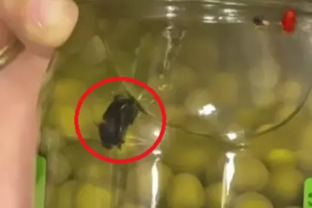"Bizim bostan"a məxsus yaşıl noxudun içərisindən tarakan çıxdı: - Araşdırmalara BAŞLANILDI
