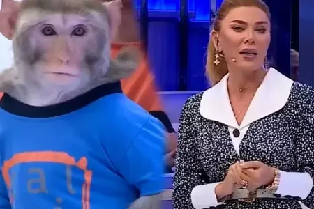 Xoşqədəm itkin meymunu tapdı