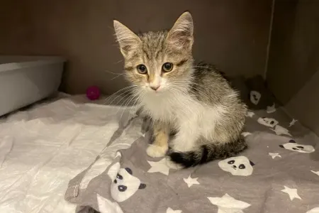 Bu pişik toyuq səsi çıxarır