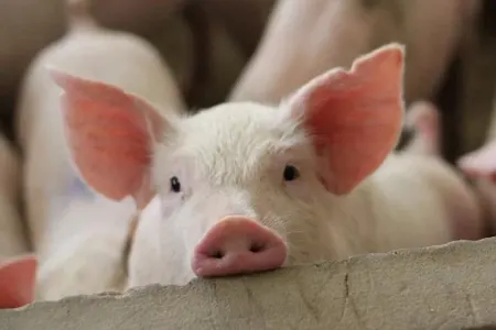 Ölkəyə gətirilən donuz ətinin miqdarı artdı