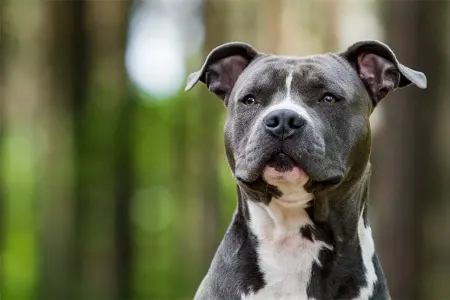 Pitbull gənc oğlana belə - HÜCUM ETDİ