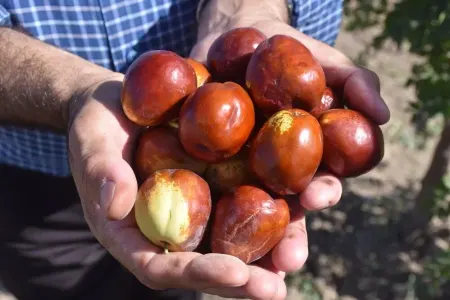 "Ölümsüzlük meyvəsi" - innab